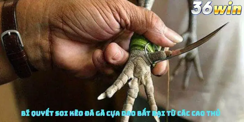 Bí Quyết Soi Kèo Đá Gà Cựa Dao Bất Bại Từ Các Cao Thủ
