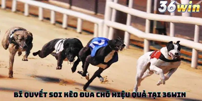 Bí Quyết Soi Kèo Đua Chó Hiệu Quả Tại 36win