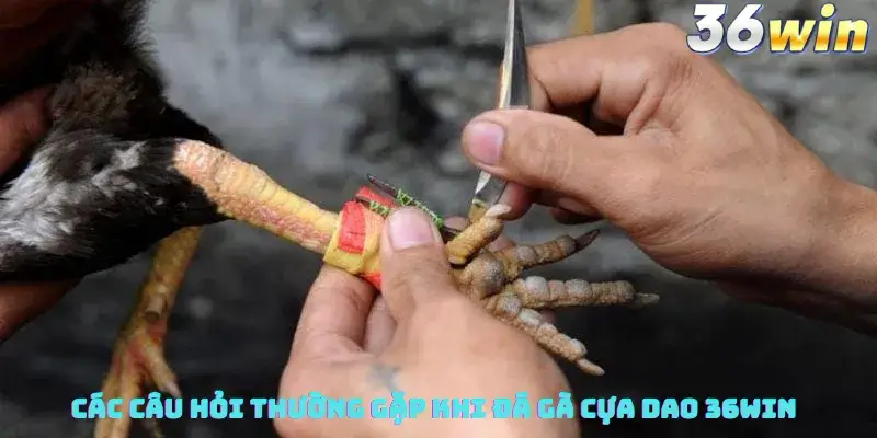 Các Câu Hỏi Thường Gặp Khi Đá Gà Cựa Dao 36win
