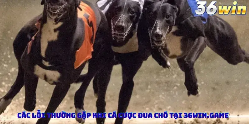 Các Lỗi Thường Gặp Khi Cá Cược Đua Chó Tại 36win.game