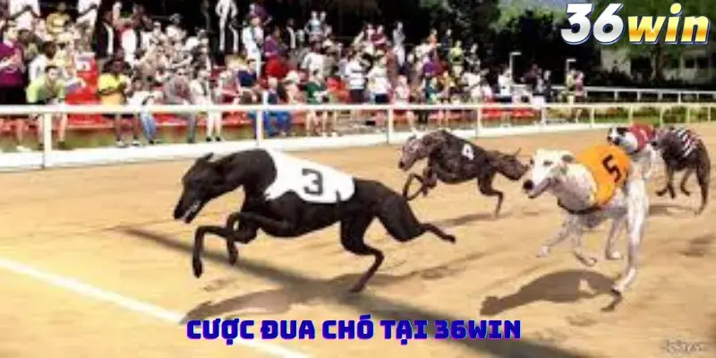 Cược Đua Chó Tại 36win