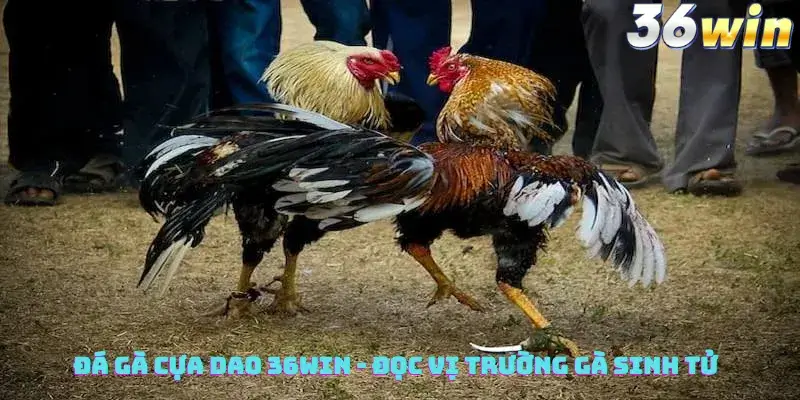 Đá Gà Cựa Dao 36win - Đọc Vị Trường Gà Sinh Tử