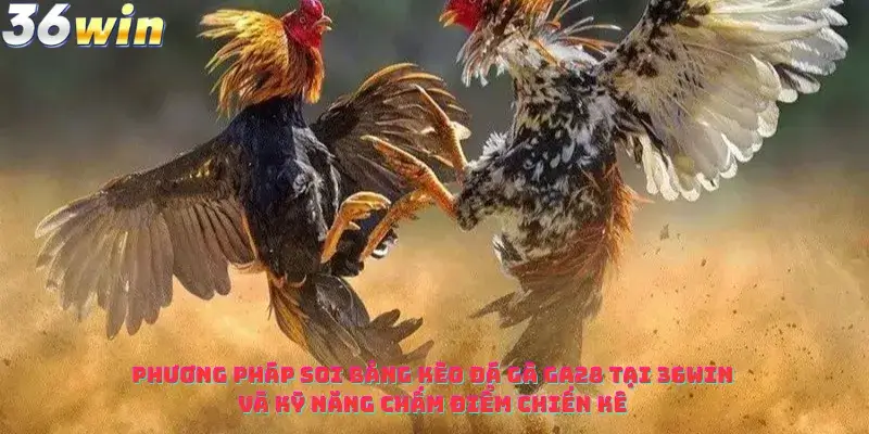 Phương pháp soi bảng kèo Đá Gà GA28 Tại 36win và kỹ năng chấm điểm chiến kê